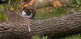 How Our Tree Care Process Works  in  Wauwatosa, WI